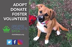 The adoption fee helps support our lifesaving mission, as the houston spca operates on 100% donations. Greater Charlotte Spca