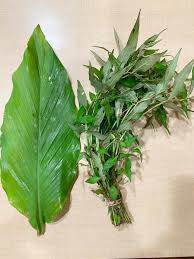 Meredam kanker dengan kunyit putih semua halaman grid id. Tips Simpan Daun Kunyit Supaya Tidak Menjadi Kuning Tahan Berminggu Minggu