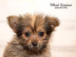 Puppy love connection is a network of family based hobby breeders in the fraser valley, bc that offers designer puppies for sale as well as stud services. Porkie Dog Female Brown 1879250 Petland Kennesaw