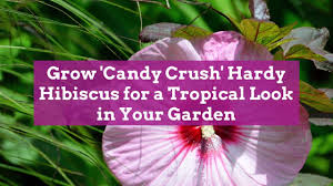 Department of agriculture plant hardiness. Candy Crush Hibiscus Adds Tropical Flair To Any Garden Better Homes Gardens