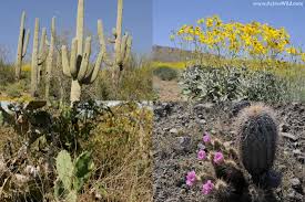 The roadrunner, which is in the cuckoo family, is a consumer of the desert; The Desert Biome Facts Characteristics Types Of Desert Life In Deserts