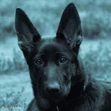 This includes overnights, weekends, and holidays. Pet Emergency Clinic 12 Photos 55 Reviews Emergency Pet Hospital 21 E Mission Ave Spokane Wa Phone Number
