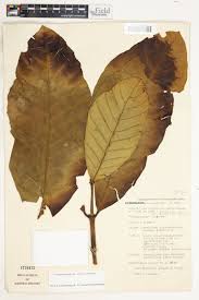 Image result for Tabernaemontana crassa