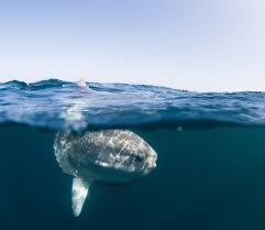 Sunfish spend up to half the day basking in the sun near the surface of the water, which helps a 3500 pound sunfish caught off the coast of california in 1910. 10 Things You Might Not Know About Sunfish Abpmer
