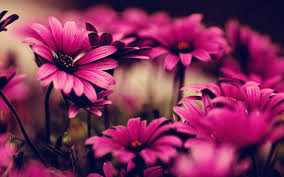 Are you searching for pink png images or vector? Pink Flower Desktop Wallpapers Wallpaper Cave