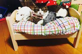 japanese cat owners turn ikea doll beds into adorable cat beds unique cat bed cool cat beds ikea doll bed