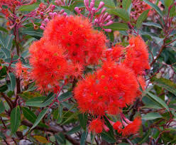 Here we bring you the most beautiful trees in the world! 43 World S Most Beautiful Flowering Trees Ideas Flowering Trees Plants Tree