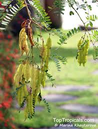 Image result for Sesbania brevipedunculata