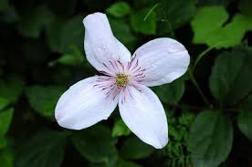 Image result for Clematis commutata