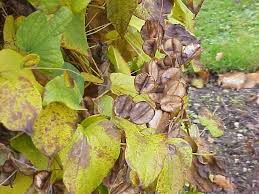 Image result for Dioscorea praehensilis