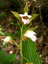 Image result for Eulophia tuberculata