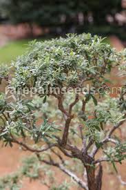Image result for Buddleja saligna