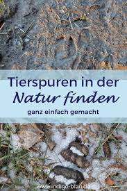 Hohe auflösung 300 dpi jpg. Tierspuren Finden Tipps Fur Den Ausflug Durch Den Wald