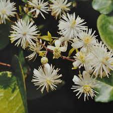 We did not find results for: Buy Ainsworths Homeopathic And Bach Flower Remedies Online Uk Supplier