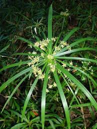 Image result for Cyperus zollingeri
