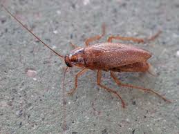 How To Get Rid Of Roaches In Your Home A Complete Guide 2021
