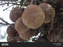 Where can i find cannonball fruit in india? Big Cannonball Fruit Image Photo Free Trial Bigstock