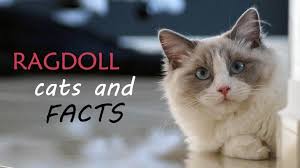 Once you get to love one, you will not want any other pet. Ragdoll Cat Facts Figures And Vital Information For Owners