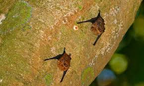 We did not find results for: Mother Bats Engage In High Pitched Baby Talk With Offspring Daily Mail Online