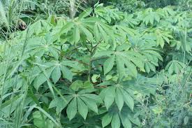 Image result for Euphorbiaceae