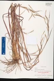 Image result for Coelorachis