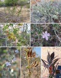 Image result for Barleria megalosiphon