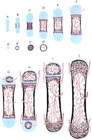 Cross section of a long bone. Development Of A Long Bone As Shown In Longitudinal Sections A J And Download Scientific Diagram