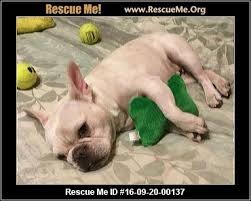 We are recognized as one of the top reputable english bulldog breeders in the country. Texas French Bulldog Rescue Adoptions Rescueme Org French Bulldog Rescue Bulldog Rescue French Bulldog For Adoption