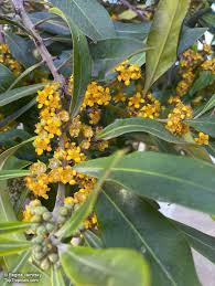 Image result for Tristaniopsis