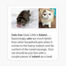 Is Salami Ok For Cats Cats Can Have A Little Salami Meme Poster By The Goods Redbubble