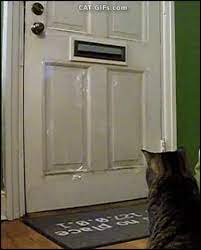 Cat Gif Funny Amazing Cat Gets Mail Gotcha Mine Haha Gif 350 435 Cute Funny Animals Crazy Cats Cat Gif