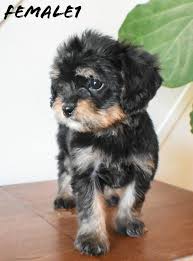 Maybe you would like to learn more about one of these? Pin On Cute Puppies And Dogs