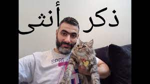 كيف نفرق بين الذكر والأنثى في القطط الصغيرة والمولودة حديثا youtube