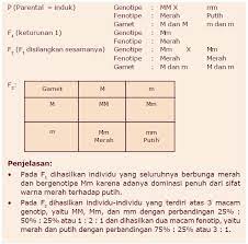 Jun 22, 2021 · persilangan dua individu dengan satu sifat beda (monohibrid) persilangan dua individu dengan satu sifat beda akan menurunkan sifat dominan apabila sifat keturunannya sama dengan salah satu induknya. Contoh Soal Persilangan Monohibrid