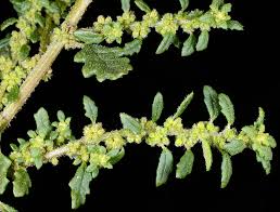 Image result for Dysphania pumilio