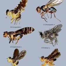 Image result for Crotalaria longithyrsa