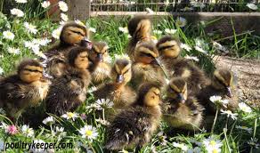 Ducklings 101 - The Cape Coop