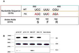 A usdot number (dot number) is a unique identification number that allows for instant access to a company's safety information. The Contribution Of Pa X To The Virulence Of Pandemic 2009 H1n1 And Highly Pathogenic H5n1 Avian Influenza Viruses Scientific Reports