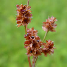 Image result for Luzula multiflora