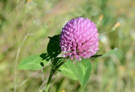 Image result for Trifolium masaiense