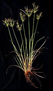 Image result for Fimbristylis dichotoma