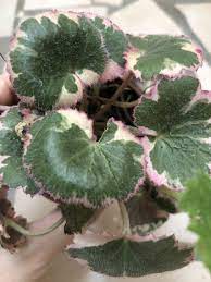 Variegated Strawberry Begonia House Plants Plants Floral Wreath