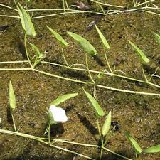Image result for Ipomoea aquatica