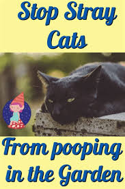If it's your own kitten living in your home and you see him occasionally chewing your plants or flowers, the problem can possibly be that your cat might be dying for something green to eat. Keep Cats Out Of Flower Beds Shefalitayal