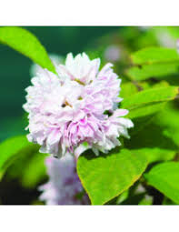 Image result for Deutzia hybrida Pink Pompon