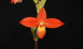 Image result for Habenaria microsaccus