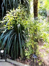 Image result for Ochna manikensis