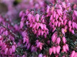 Image result for Erica wildii