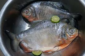 Pada ibu hamil muda bukan berarti harus mengkonsumsi makanan dengan porsi yang lebih banyak akan tetapi memperhatikan kualitas dari makanan yang anda konsumsi. Yuk Incip Salju Rumput Laut Sajian Pendamping Bawal Warna Warni Riana S Room