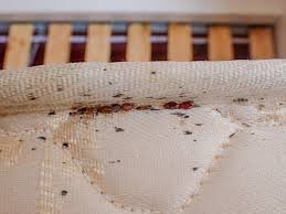 Their bites can result in a number of health impacts including skin rashes, psychological effects, and allergic symptoms. Bed Bugs Blood Stains And Black Markings Along Mattress Piping Pest Control Toronto